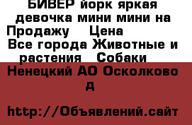 БИВЕР йорк яркая девочка мини мини на Продажу! › Цена ­ 45 000 - Все города Животные и растения » Собаки   . Ненецкий АО,Осколково д.